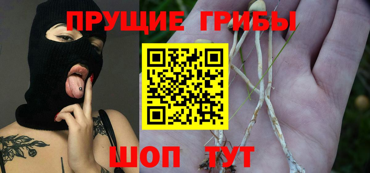 Галлюциногенные грибы мицелий  Вход с VPN  Электрогорск  Галлюциногенные грибы Cubensis 